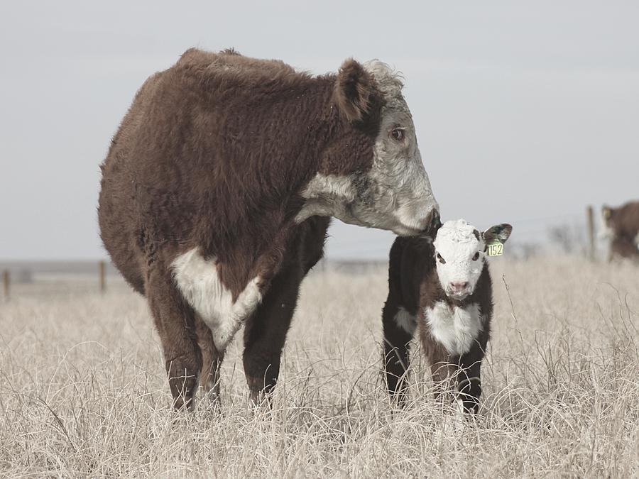 Hereford Cow Photograph - Hereford Cow and Calf by Toni Grote