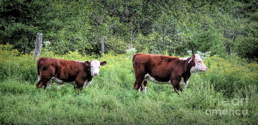Hereford Cows Photograph by Karen Silvestri Hereford Cows Photograph by Karen Silvestri
