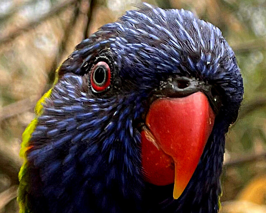 Heres Lookin at You Lorikeet Photograph by Lee Darnell