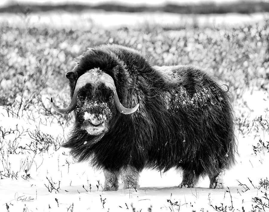 Heres Looking at You - bw I Photograph by Cheryl Strahl