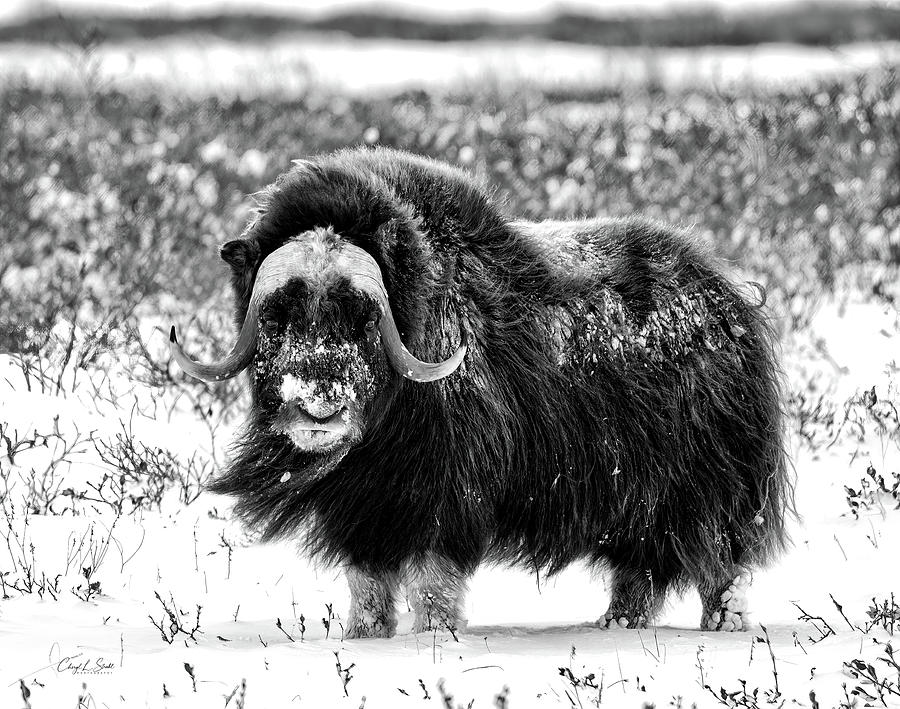 Heres Looking at You - bw II Photograph by Cheryl Strahl