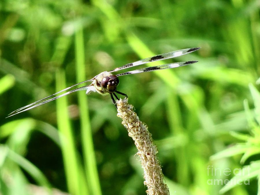 Heres Looking At You Photograph By Linda Brittain Fine Art America