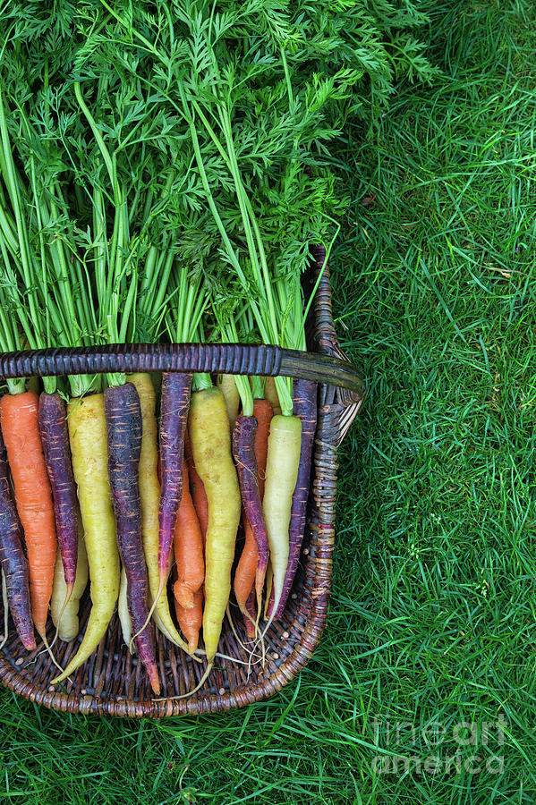 Heritage Carrots in a Wicker Basket Photograph by Tim Gainey