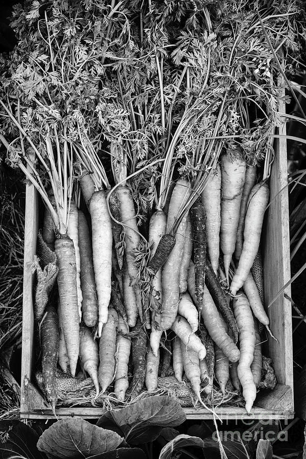 Heritage Carrots in Wooden Tray Monochrome Photograph by Tim Gainey