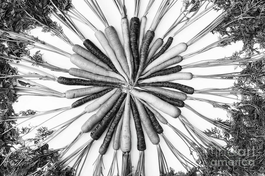 Heritage Carrots Monochrome Photograph by Tim Gainey