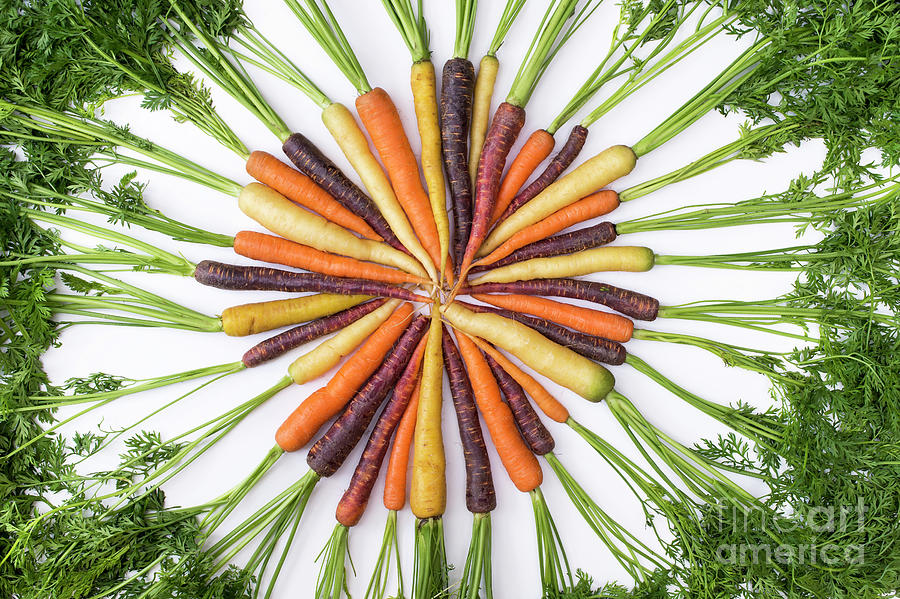 Heritage Carrots Photograph by Tim Gainey