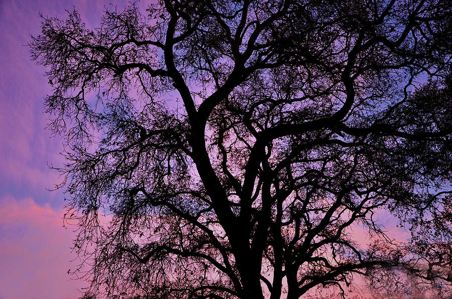 Heritage Oak Tree Sunset  Photograph by Marilyn MacCrakin