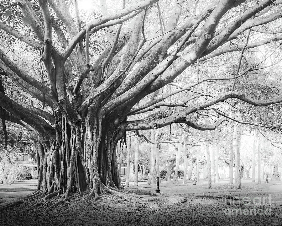 Heritage Park Banyan Tree, Venice, Florida, Black and White 3 Photograph by Liesl Walsh