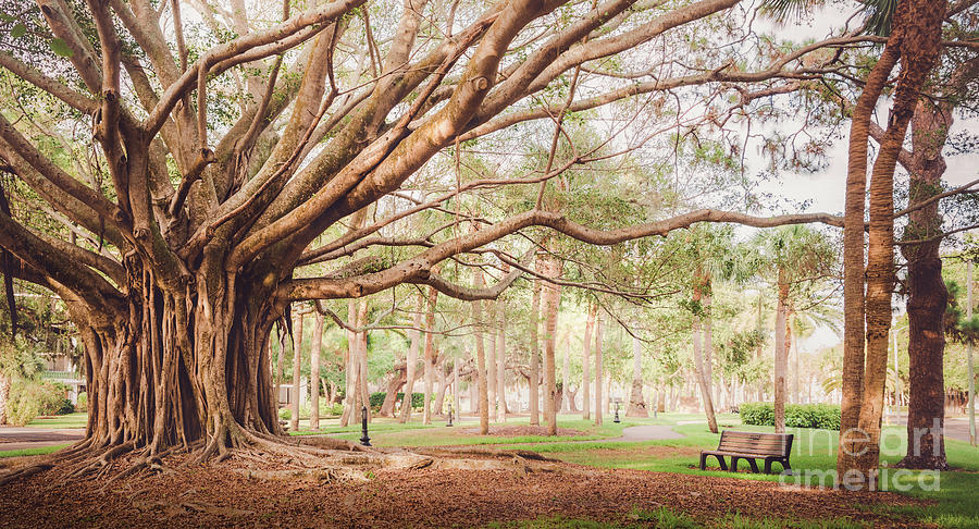 Heritage Park Banyan Tree, Venice, Florida Photograph by Liesl Walsh