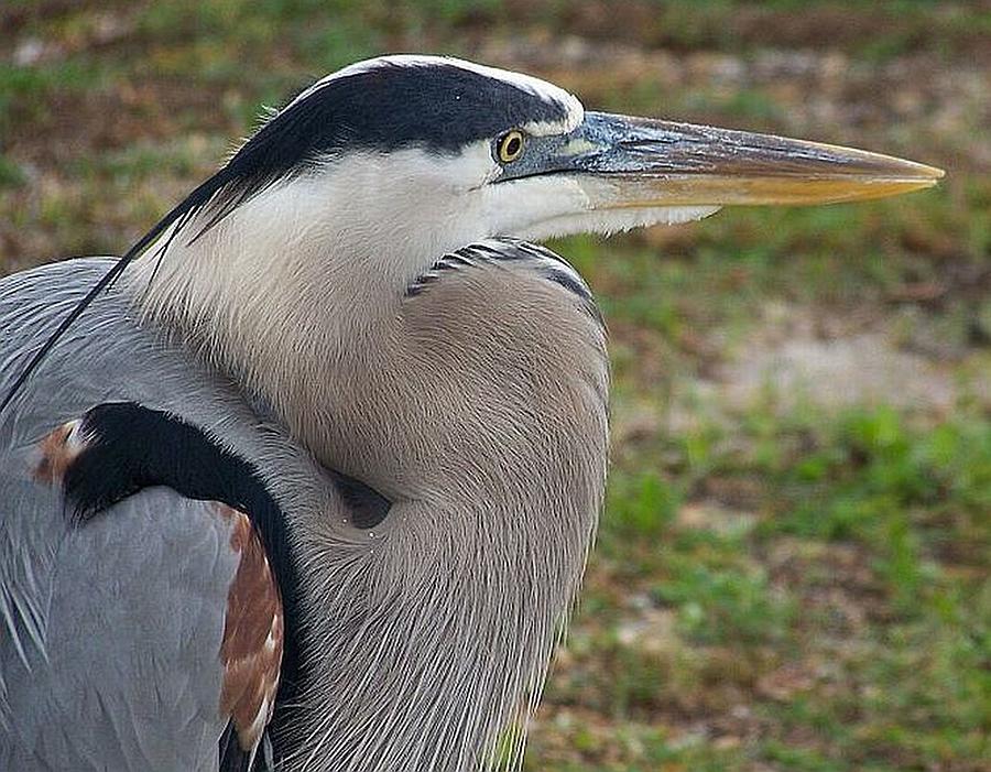 Herman Photograph by Anna Short - Fine Art America