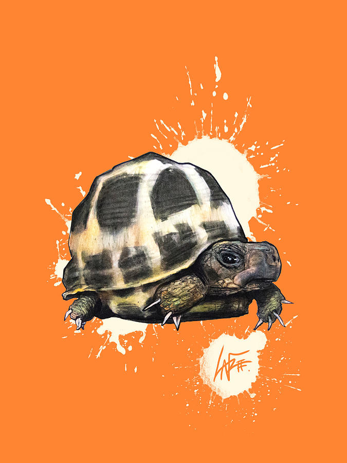 Hermanns Tortoise Drawing by John LaFree