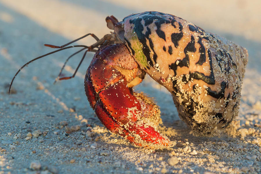 Hermit Crab at Dry Tortugas Photograph by Patrick Barron - Fine Art America