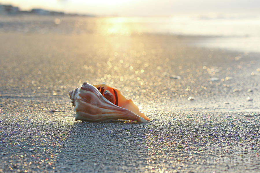 Hermit Crab on Beach 7069 Photograph by Jack Schultz