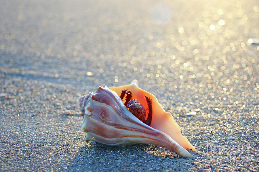 Hermit Crab on Beach 7070 Photograph by Jack Schultz