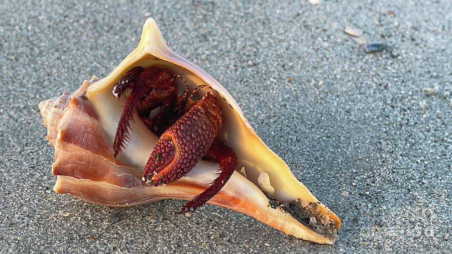 Hermit Crab on Beach 7595 Photograph by Jack Schultz