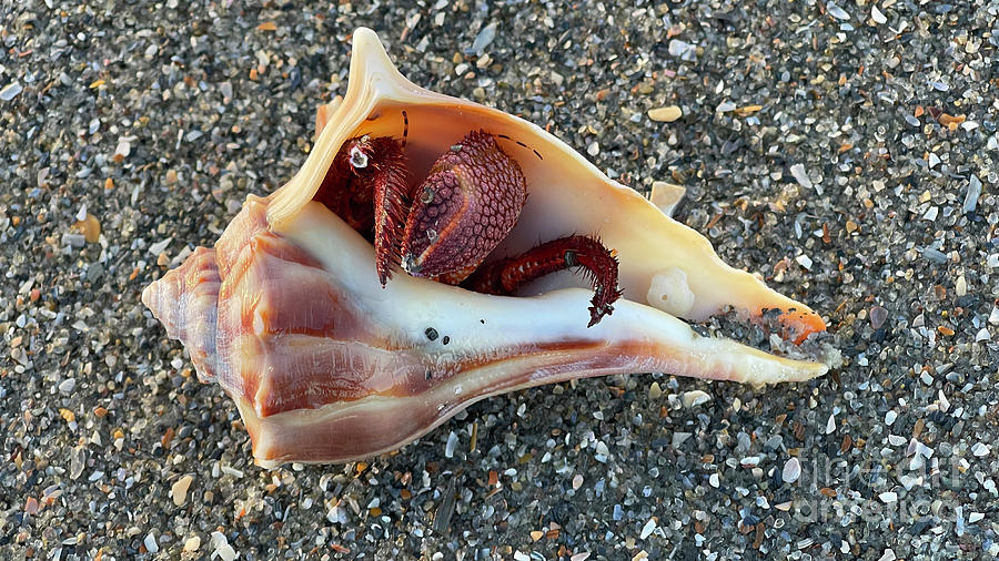 Hermit Crab on Beach 7598 Photograph by Jack Schultz