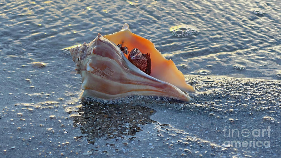 Hermit Crab on Beach 7604 Photograph by Jack Schultz