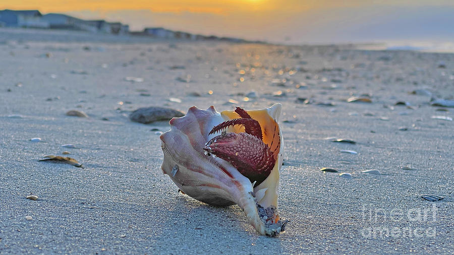 Hermit Crab on Beach at Sunrise 7588 Photograph by Jack Schultz