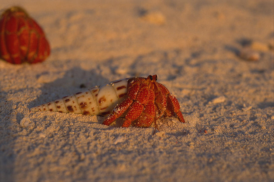 Hermit crab on beach Photograph by Comstock Images