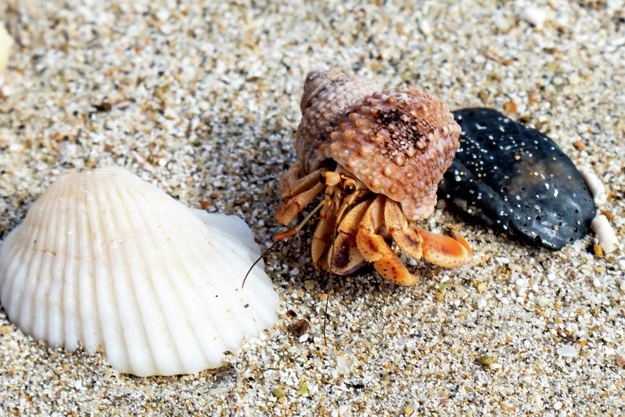 Hermit crab on the beach in Antigua Photograph by Andy Glenn