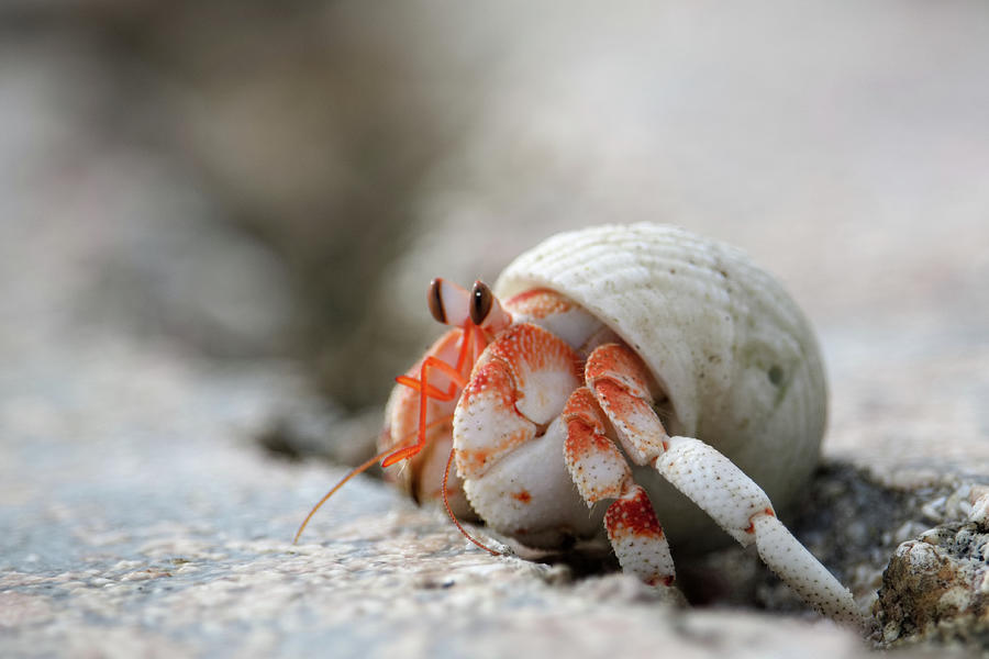 hermit crab