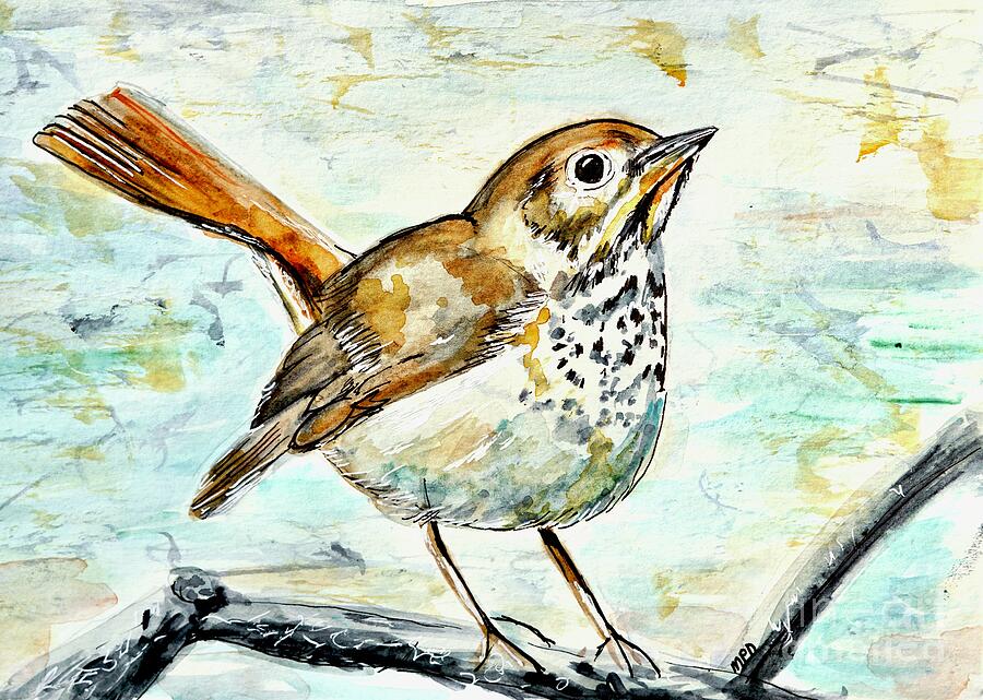 Bird Painting - Hermit Thrush Bird  by Patty Donoghue