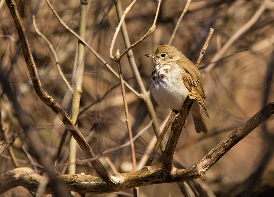 Nature Photograph - Hermit Thrush by Gerald DeBoer
