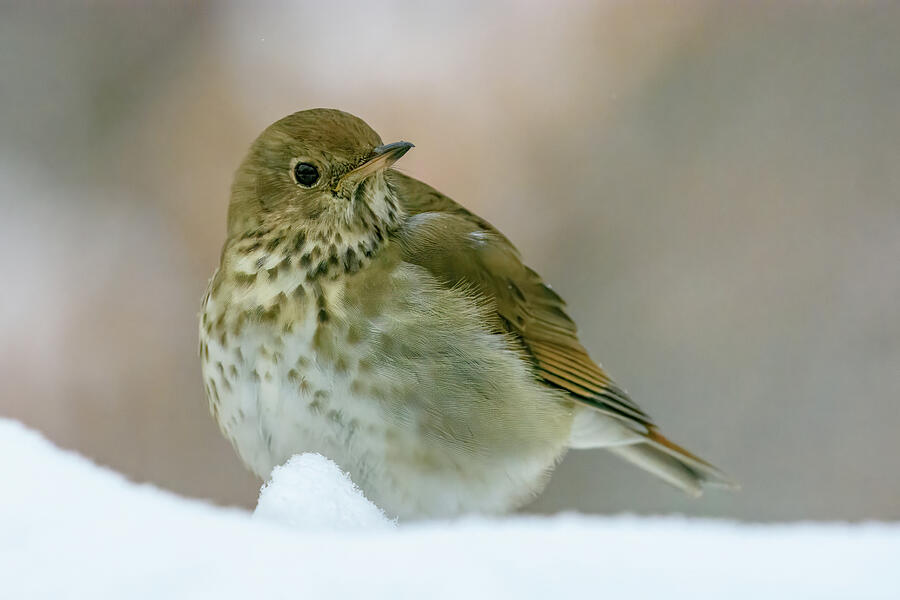 Hermit Thrush in the Snow Photograph by Karen Smale Hermit Thrush in the Snow Photograph by Karen Smale