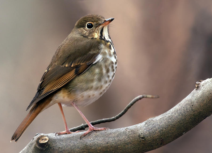 Hermit Thrush Pose Photograph by Art Cole