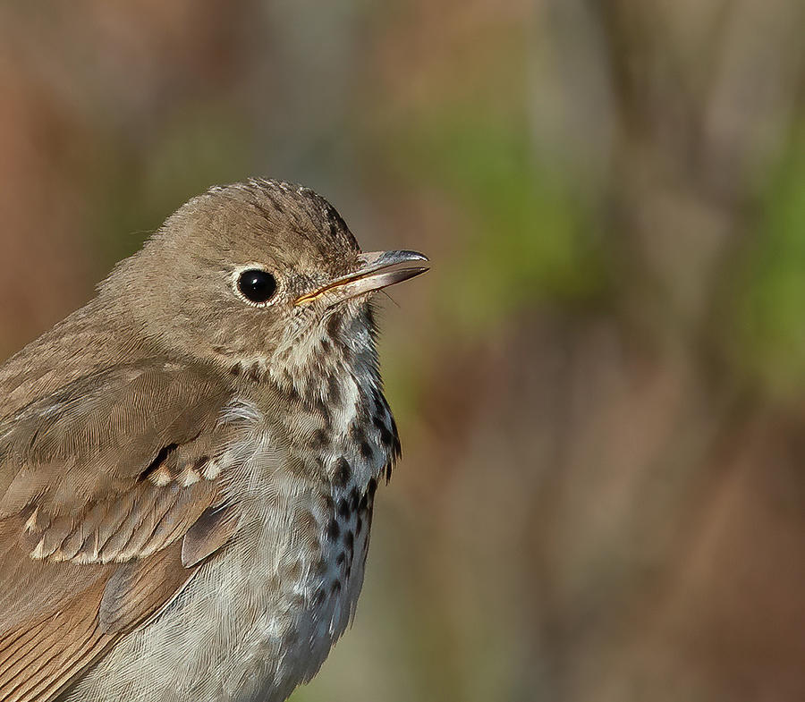 Hermit Thrush Photograph by Scott Miller | Fine Art America