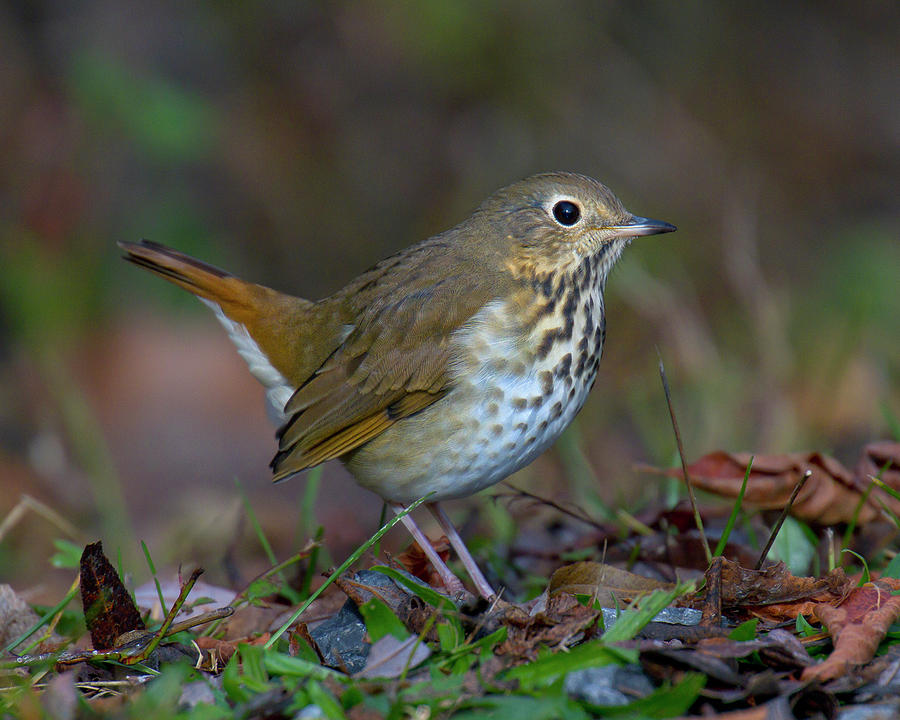 Hermit Thrush Photograph by Timothy McIntyre