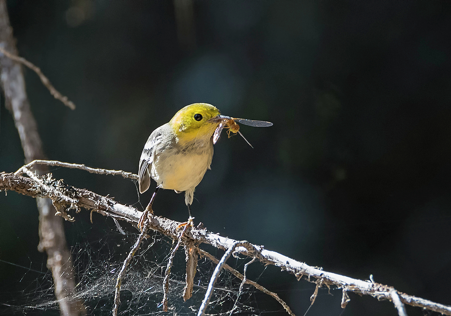 Hermit Warbler with Dragonfly Photograph by Loree Johnson