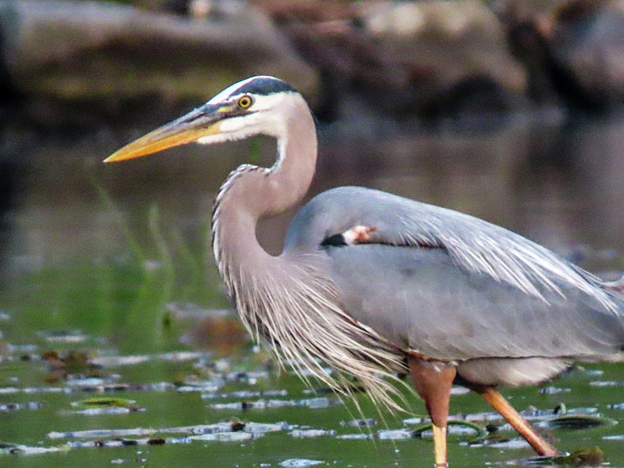 Heron 1 Photograph by Adria French