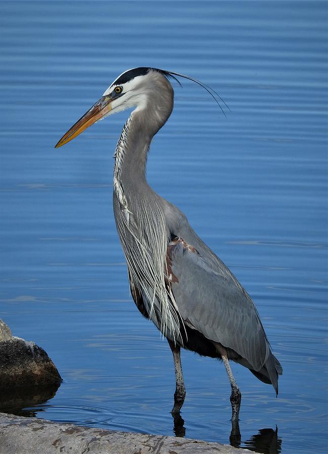 Heron 1 Photograph by Jean Scherer - Fine Art America