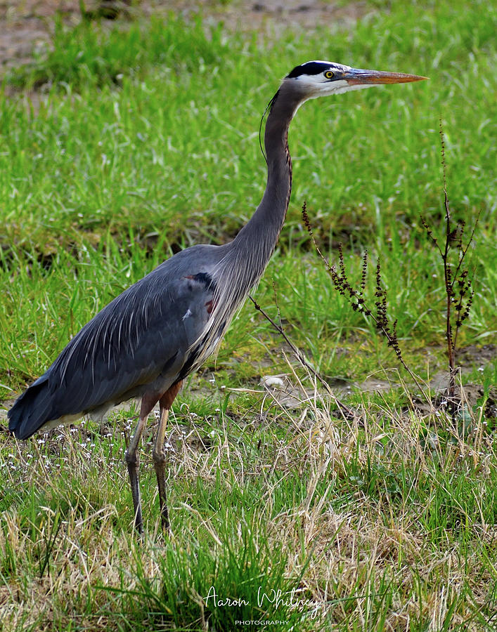 Heron 142 Photograph By Aaron Whitney - Fine Art America