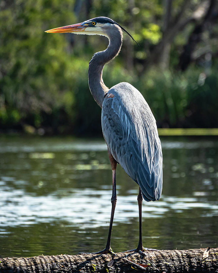 Heron 2 Photograph by Tim Trombley - Fine Art America