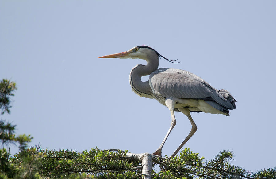 heron a on a tree by Pietro Ebner heron a on a tree by Pietro Ebner