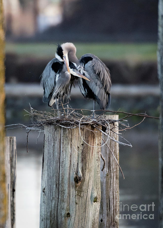 Heron Affection Photograph by Kristine Anderson
