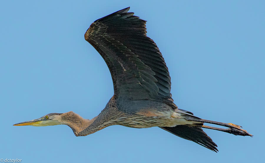 Heron Air Photograph by David Taylor
