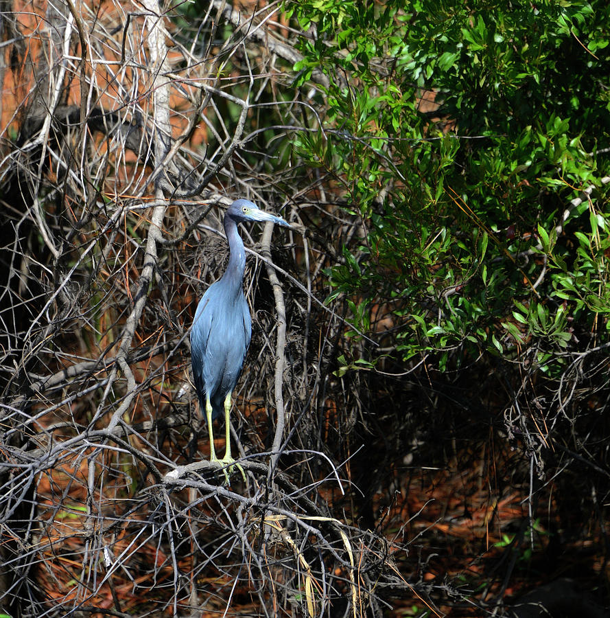 Heron Photograph by Alison Belsan Horton - Fine Art America