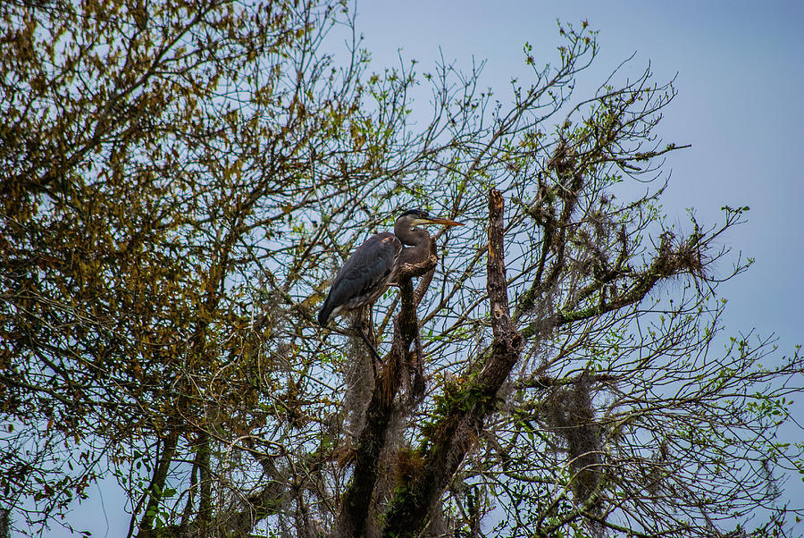 Heron Amoung Trees Photograph by Gordon Sarti