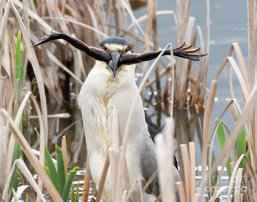 Heron and a Frog Photograph by Dennis Hammer