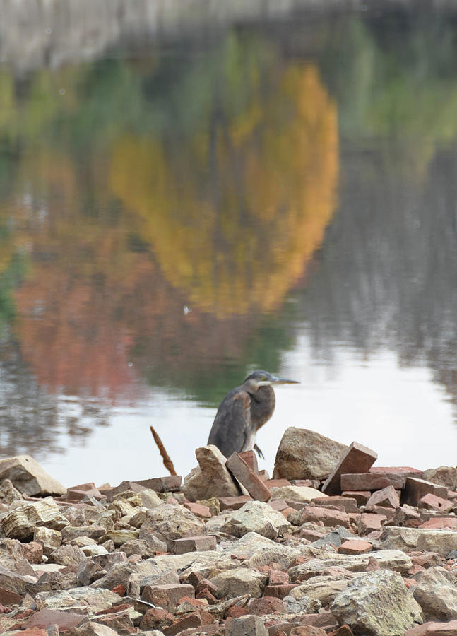 Heron and a Reflection of Autumn Photograph by Alan Goldberg
