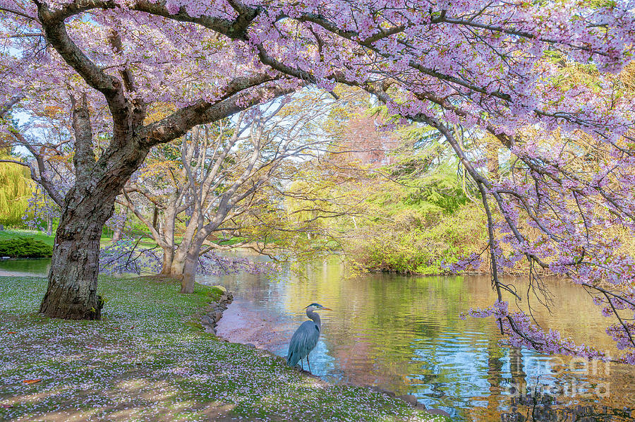 Heron and cherry blossoms Photograph by Michael Wheatley