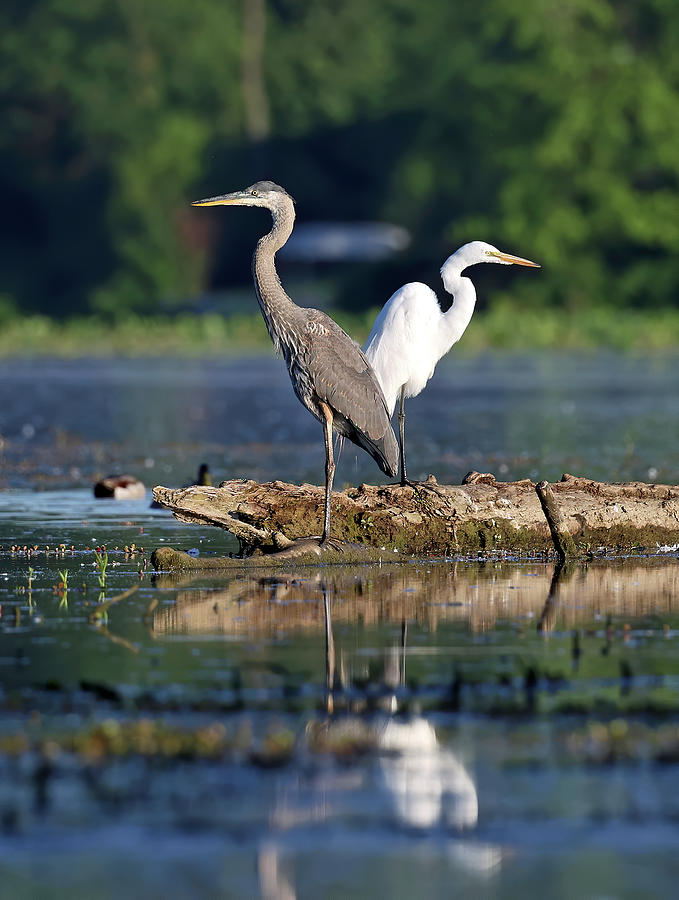 Heron And Egret 058, Indiana Photograph by Steve Gass