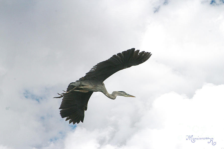 Heron and Summer Clouds Photograph by Mariarosa Rockefeller