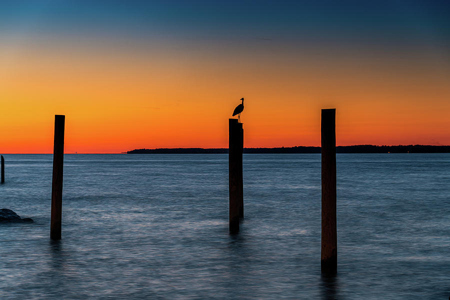 Heron And Sunset Photograph