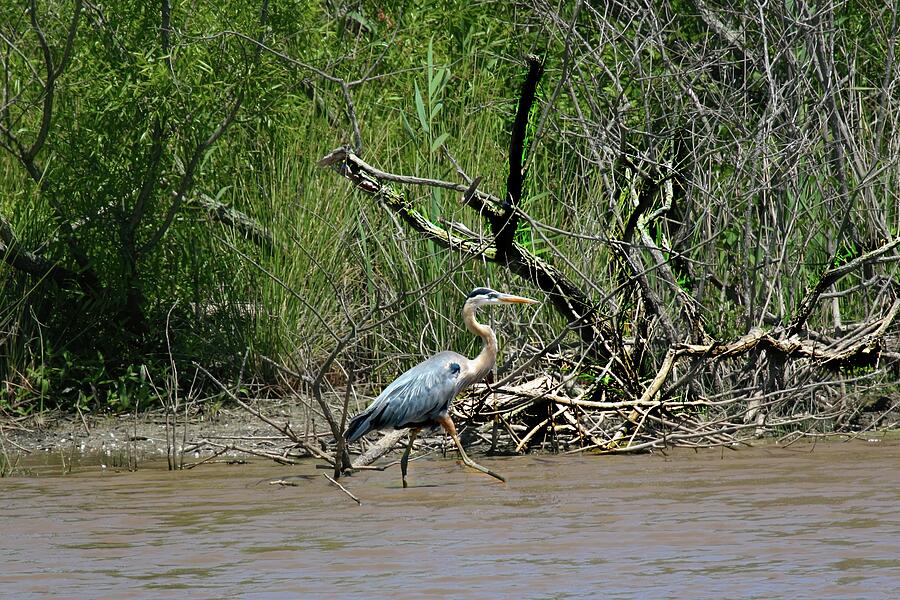 Heron At Blackwater NWR - 2020 - MD Photograph by Daniel Beard - Fine ...