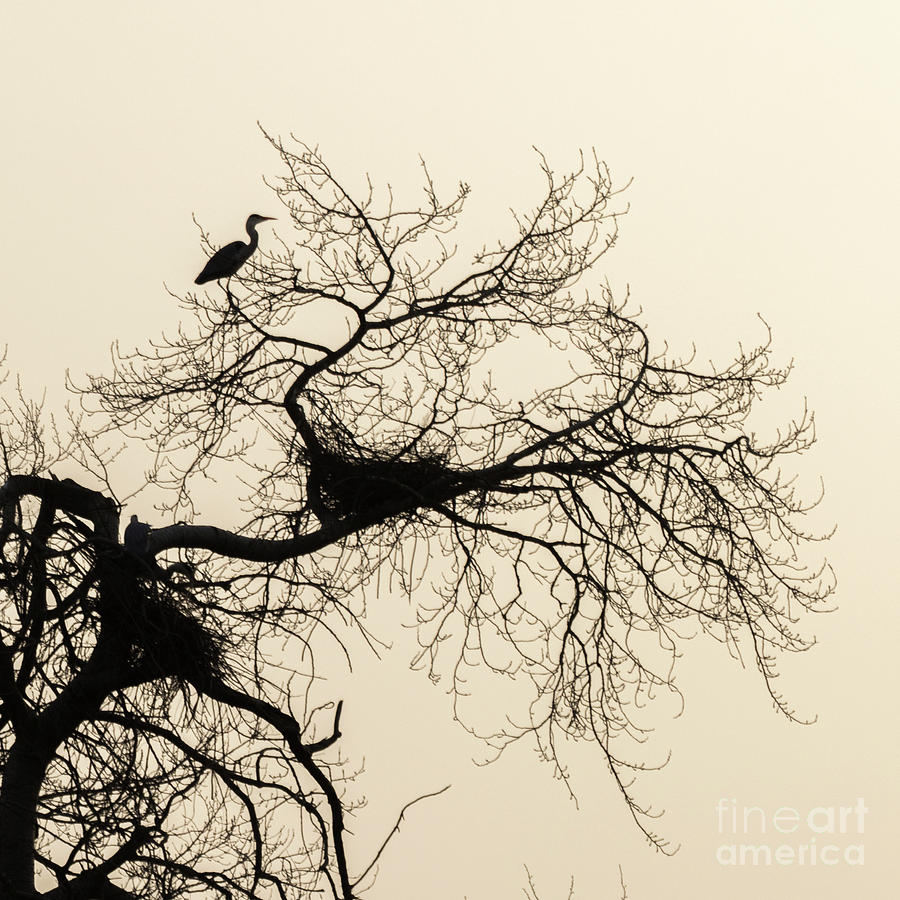 Heron at dawn Photograph by Casper Cammeraat