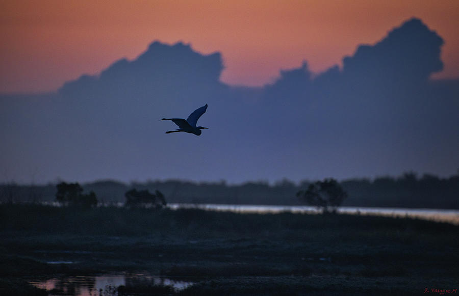 Morning Flight At Daybreak Rockport, Texas Photograph by Rene Vasquez